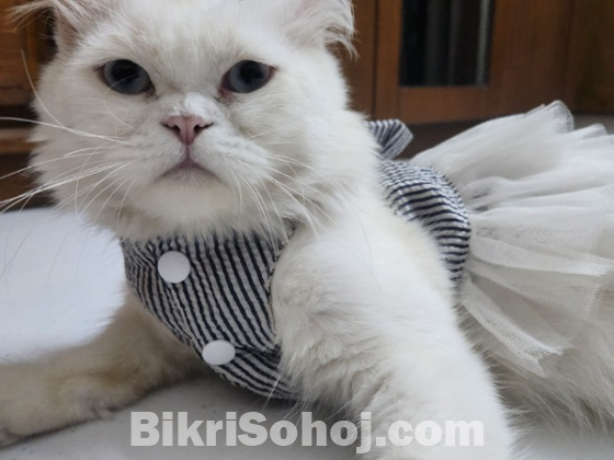 Persian cat